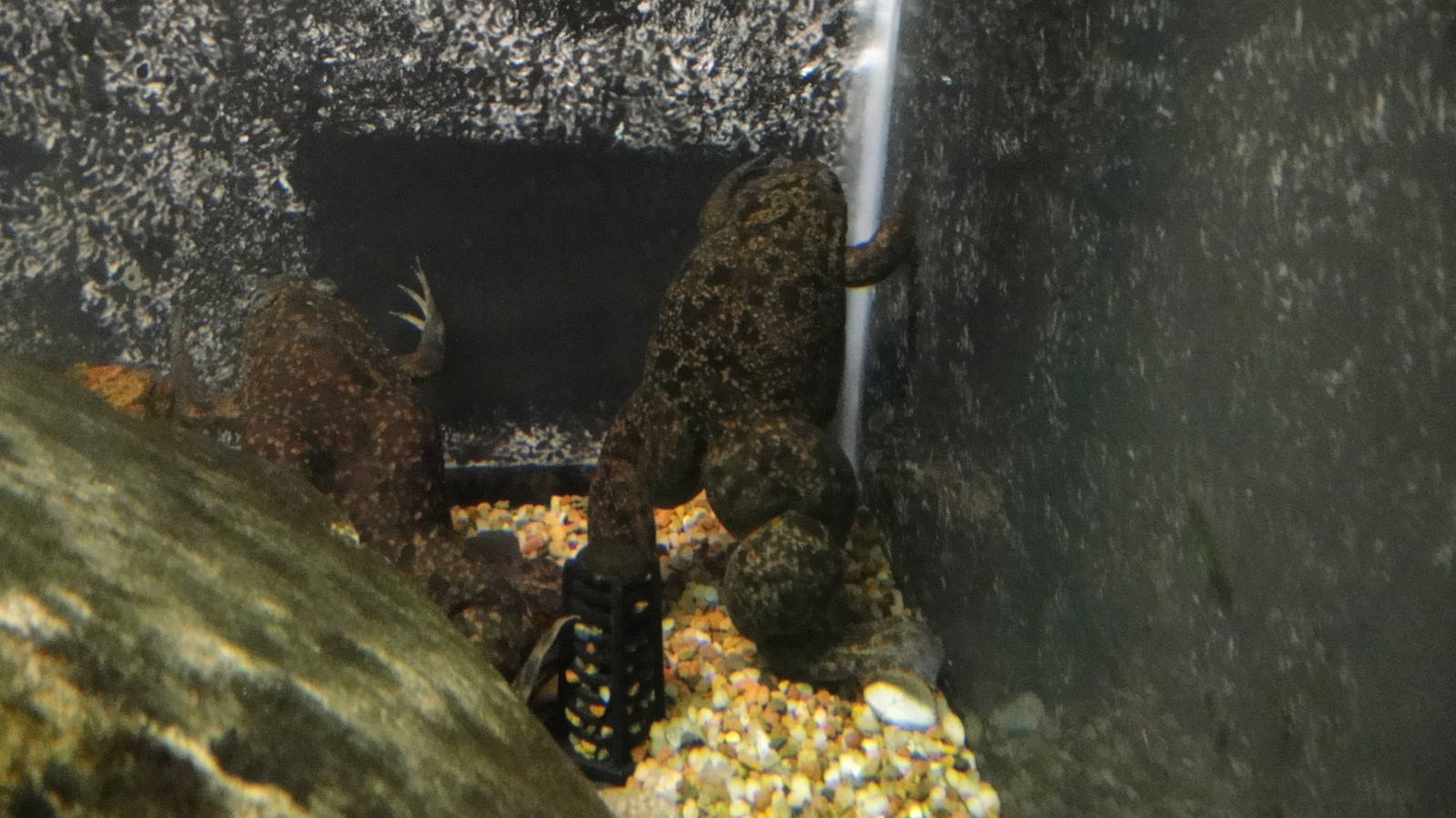 African Clawed Frog at Dallas zoo 2015-03-12