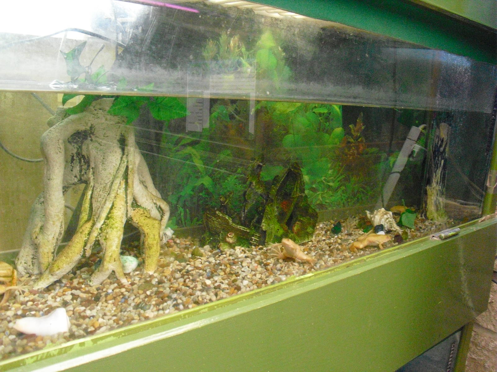 African Clawed Frog Display - 16/10/2011