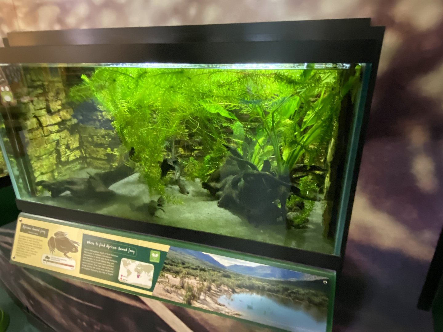 African clawed frog exhibit 290224