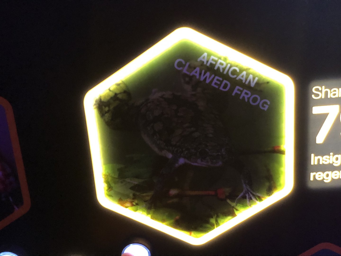 African Clawed Frog Stock Image