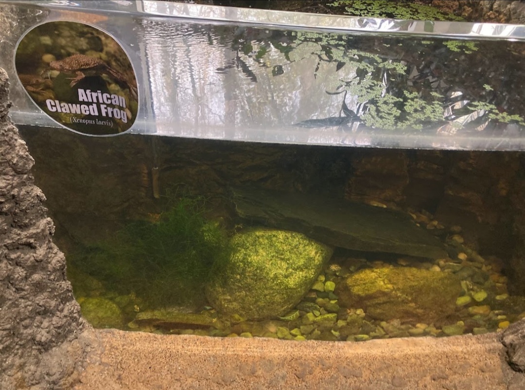 African clawed frog tank (3/3/24)