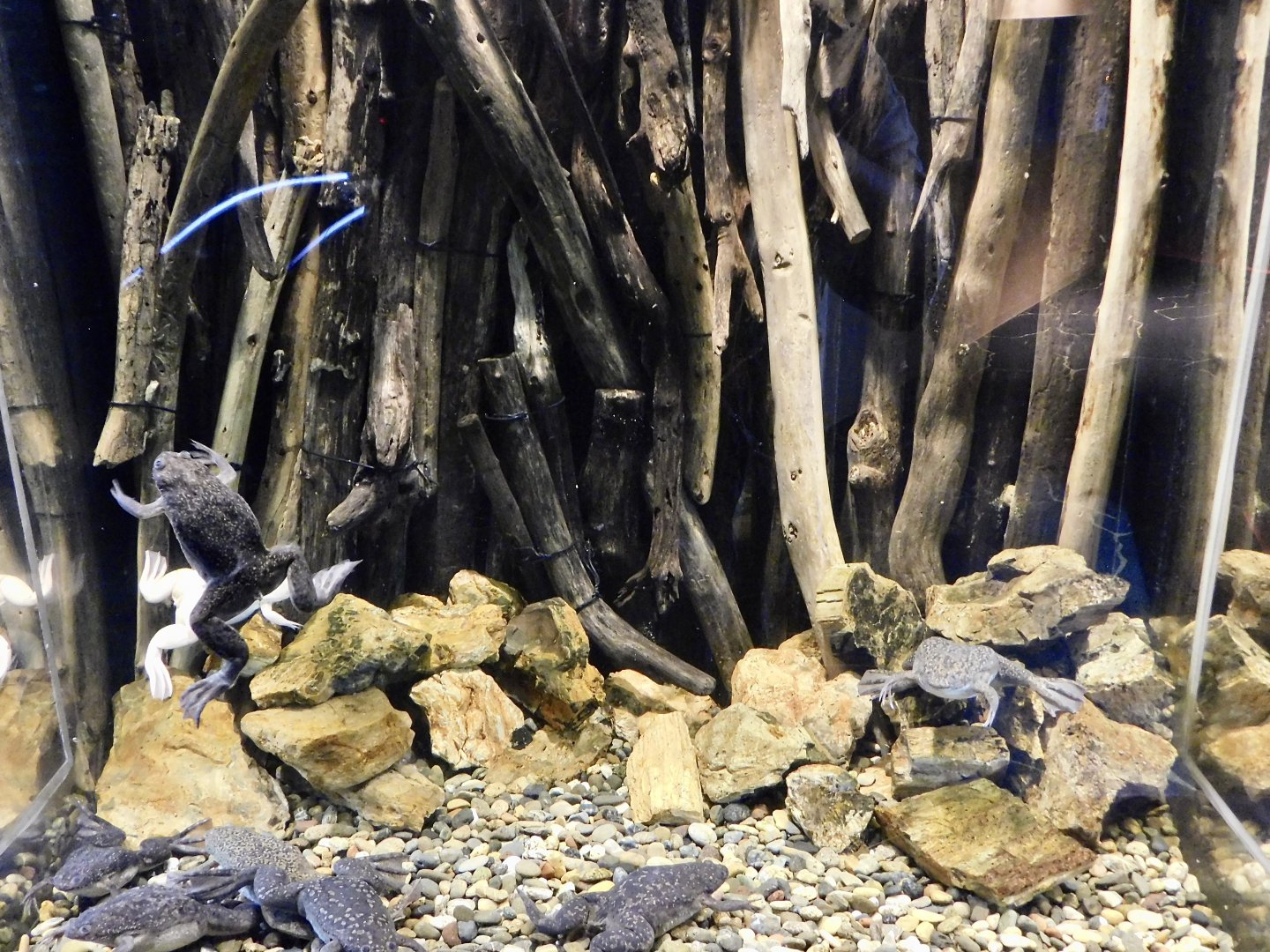 African Clawed Frog Tank - Kawasui Kawasaki Aquarium October 8, 2025