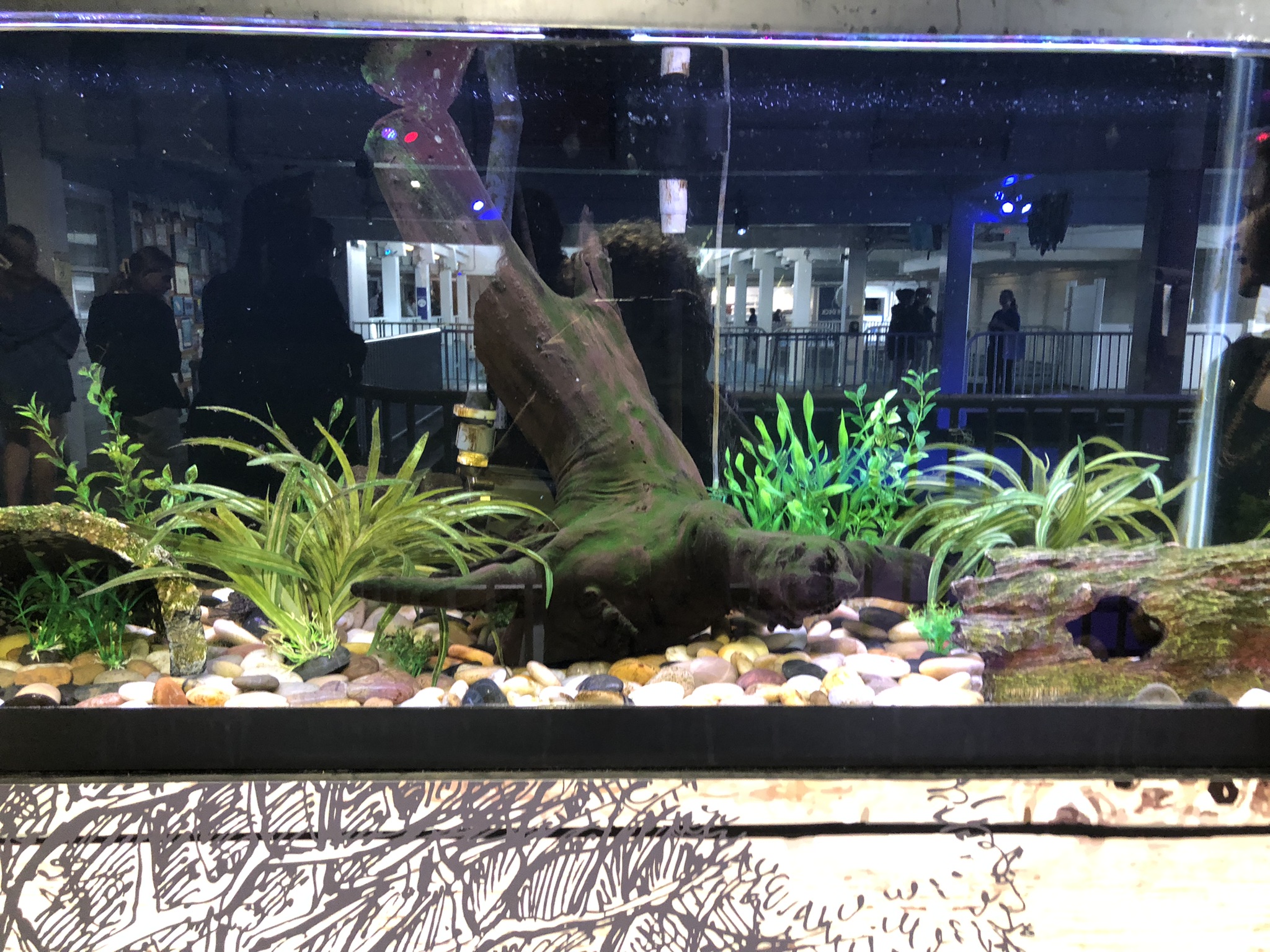 African clawed frog tank