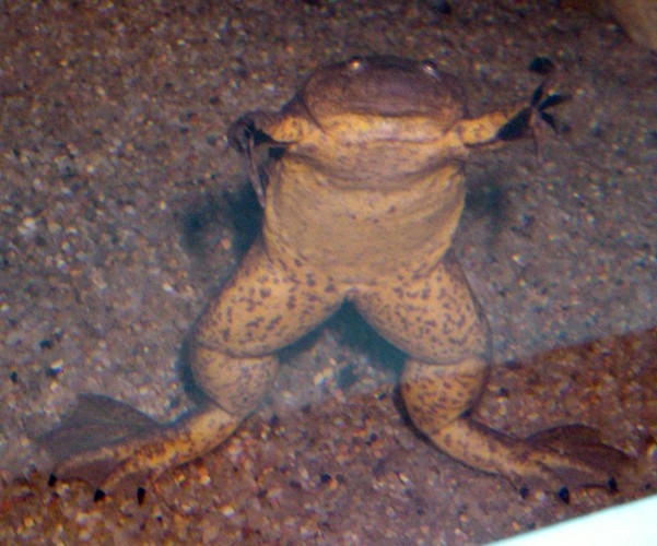 African Clawed Frog (Xenopus laevis)