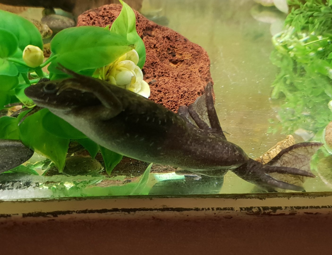 African clawed frog - Xenopus laevis