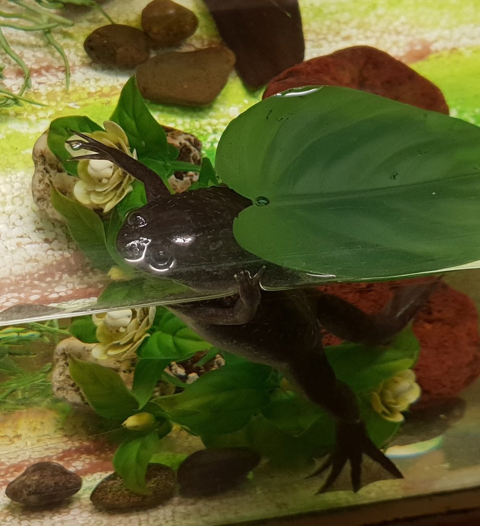 African clawed frog - Xenopus laevis