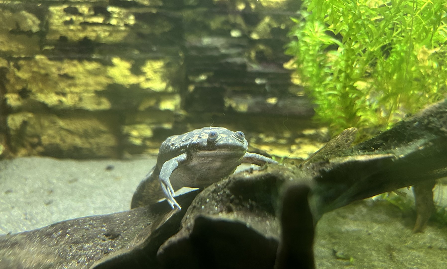African Clawed Frog (Xenopus laevis)