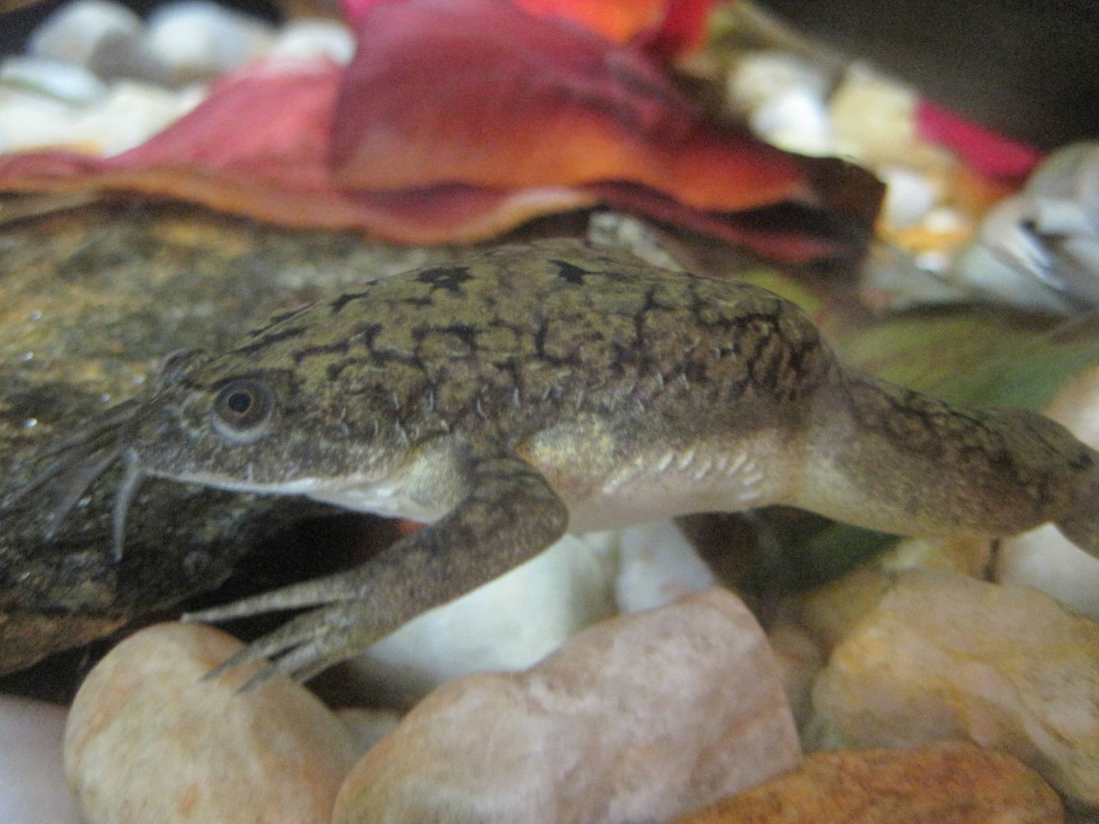 African Clawed Frog