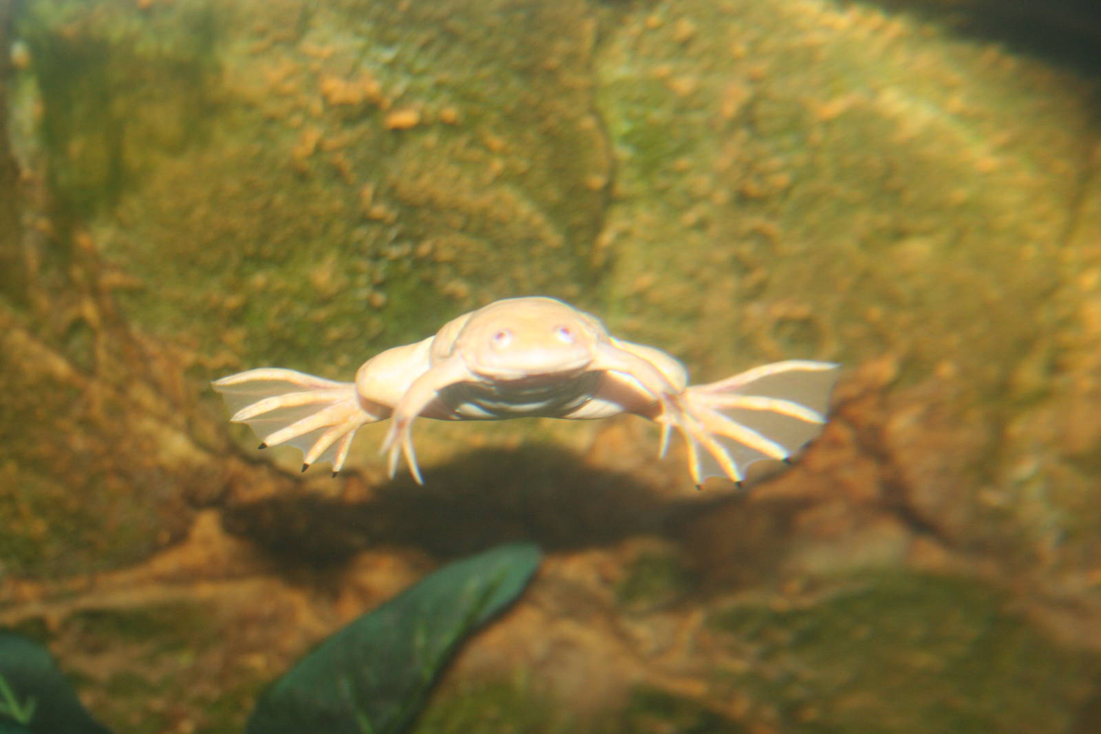African clawed frog