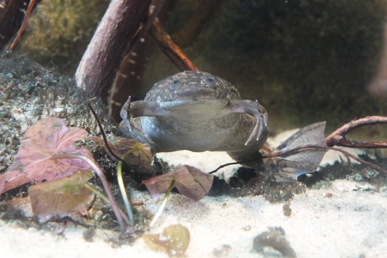 African Clawed Frog