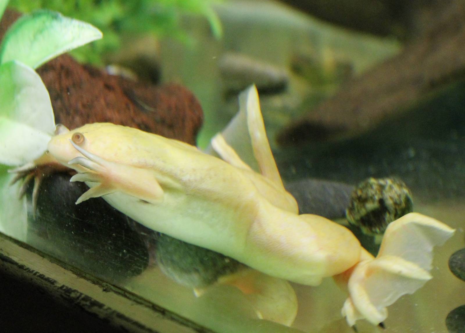 African clawed frog