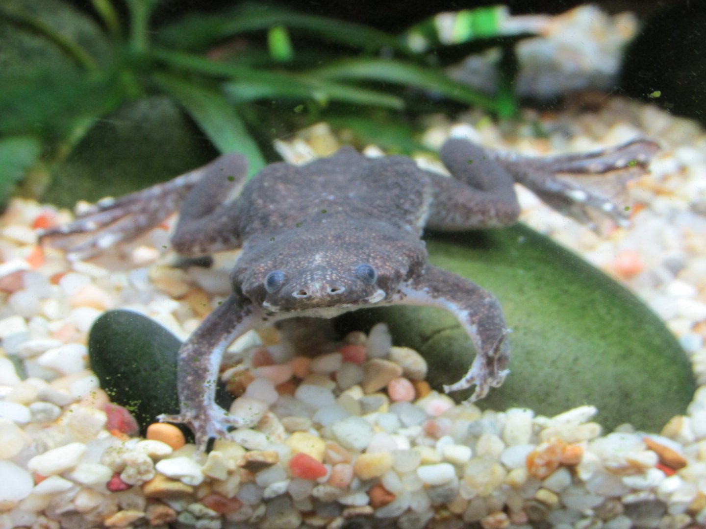 african clawed frog