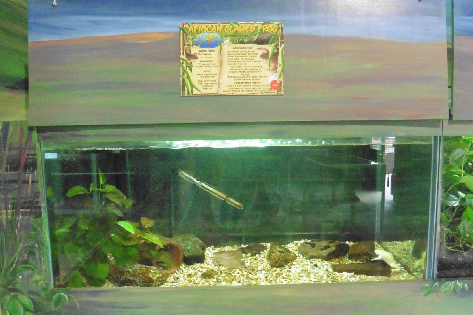 African Clawed Frog