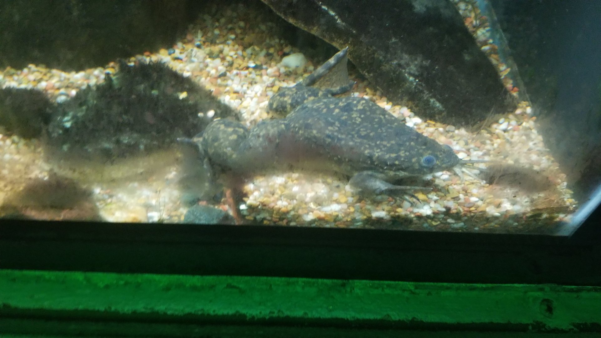 African clawed frog
