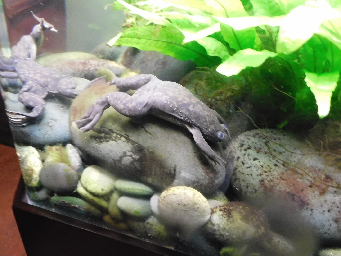 African clawed frog