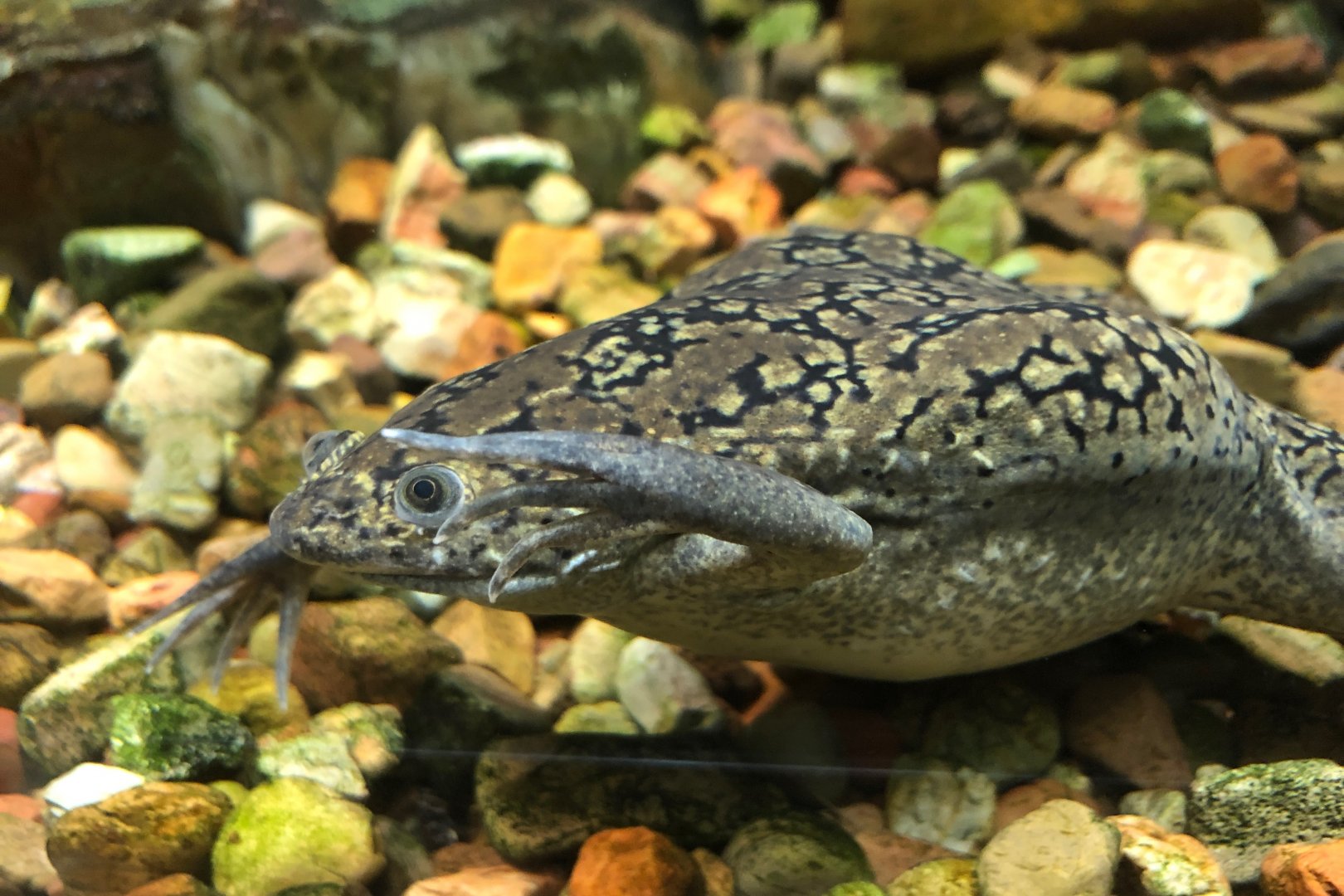 African Clawed Frog