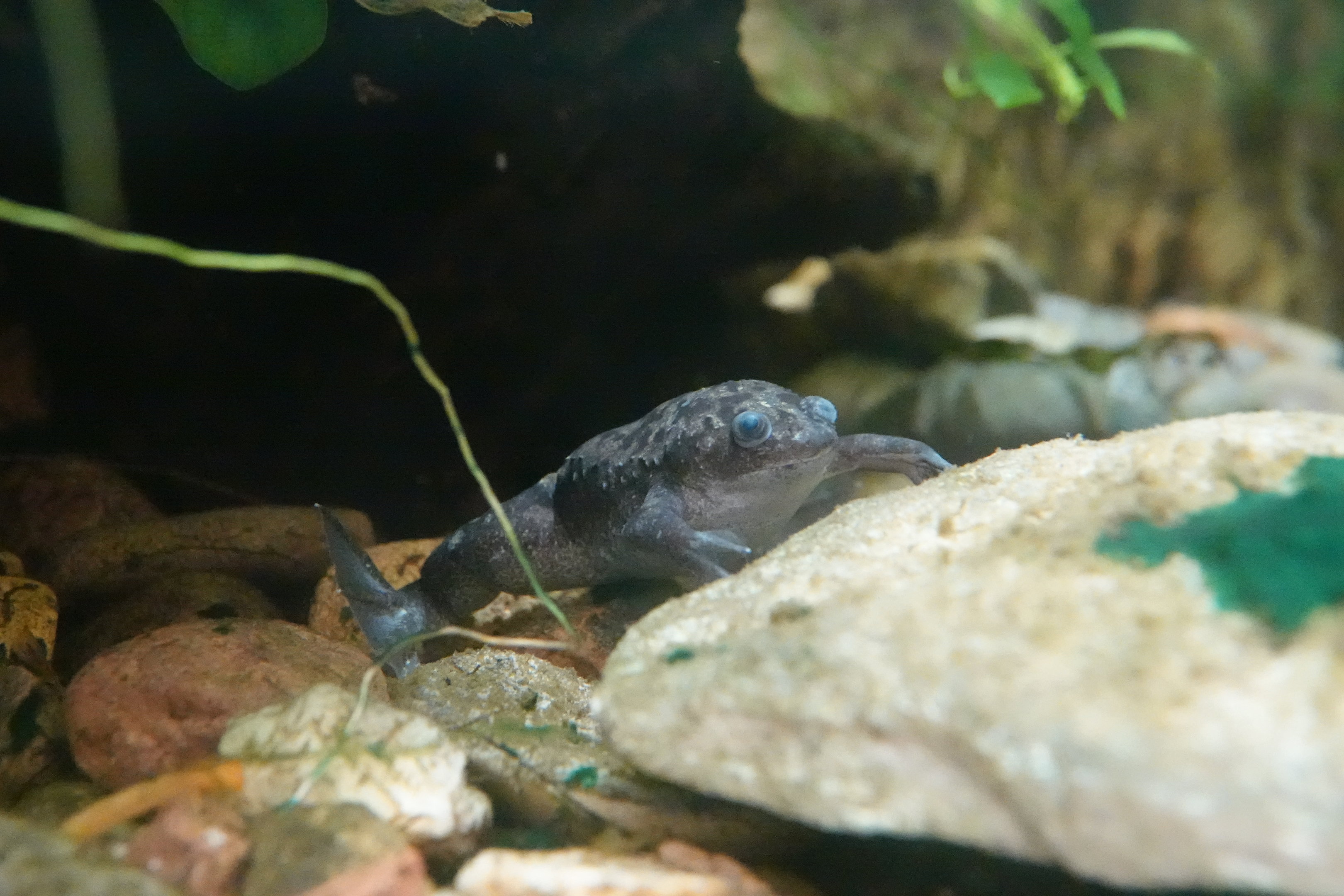 African clawed frog
