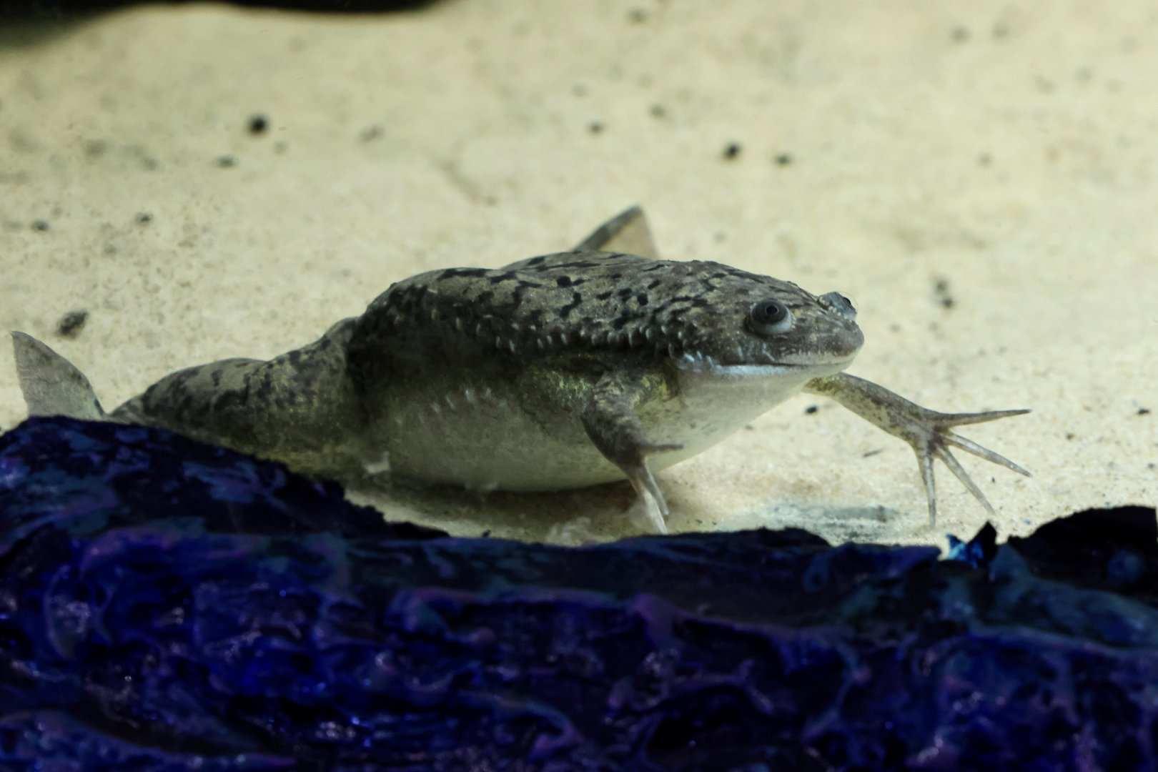 African Clawed Frog