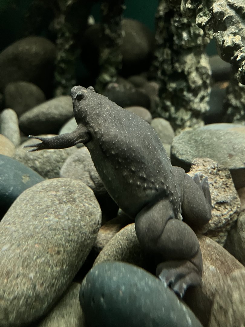 African Clawed Frog