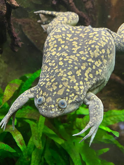 African Clawed Frog