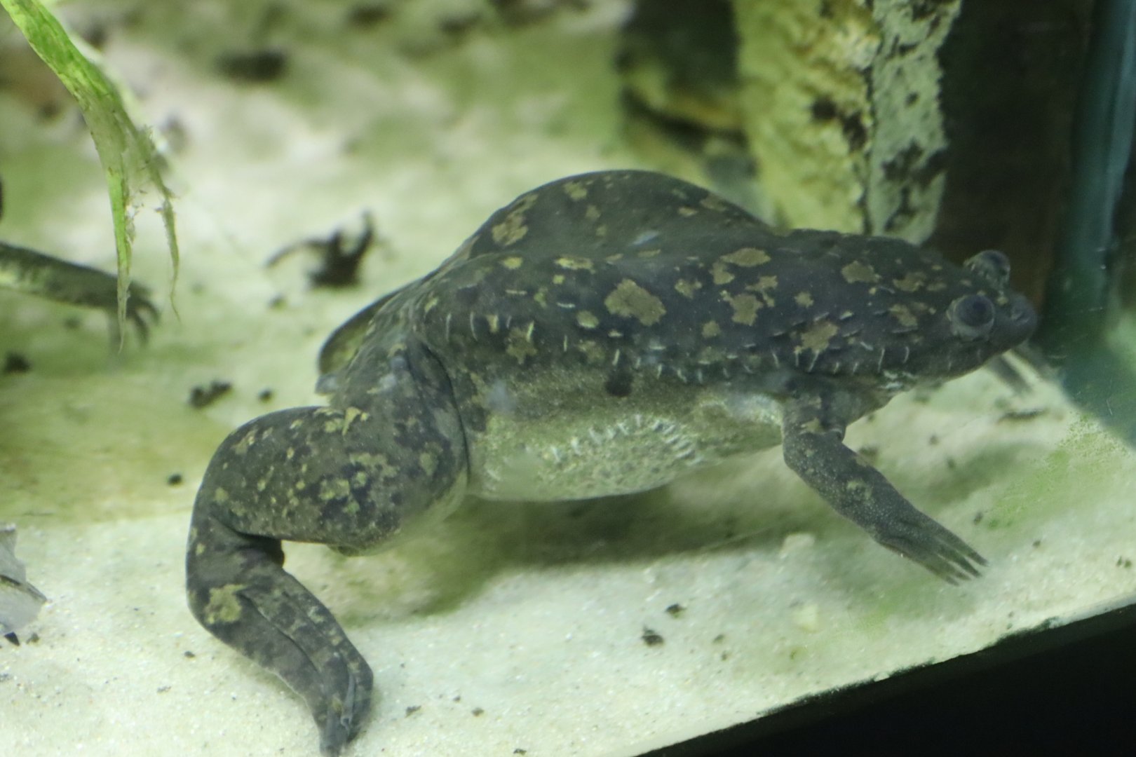 African Clawed Frog