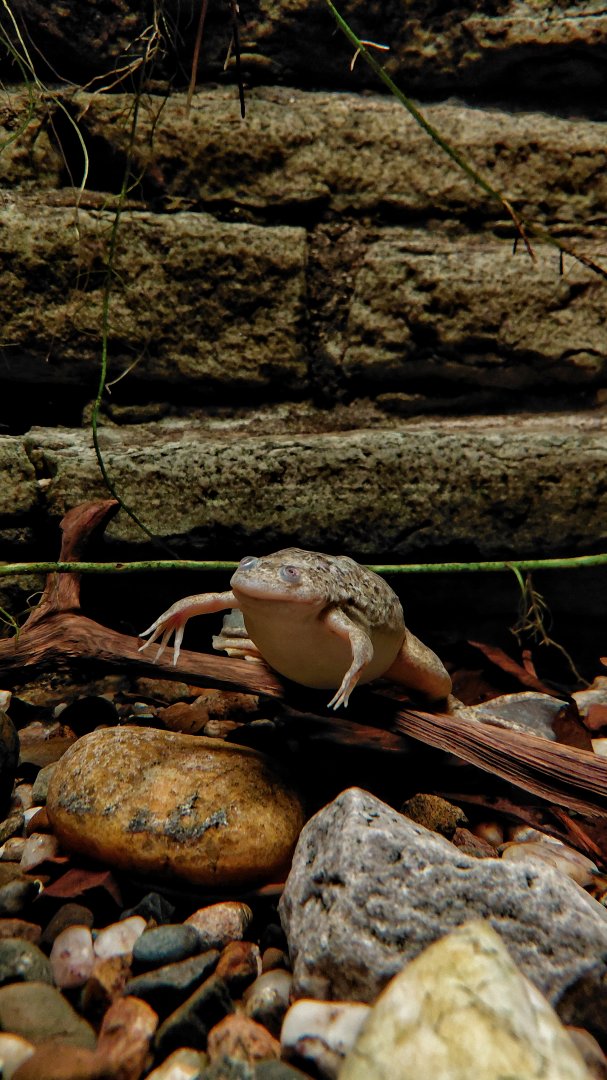 African clawed frog