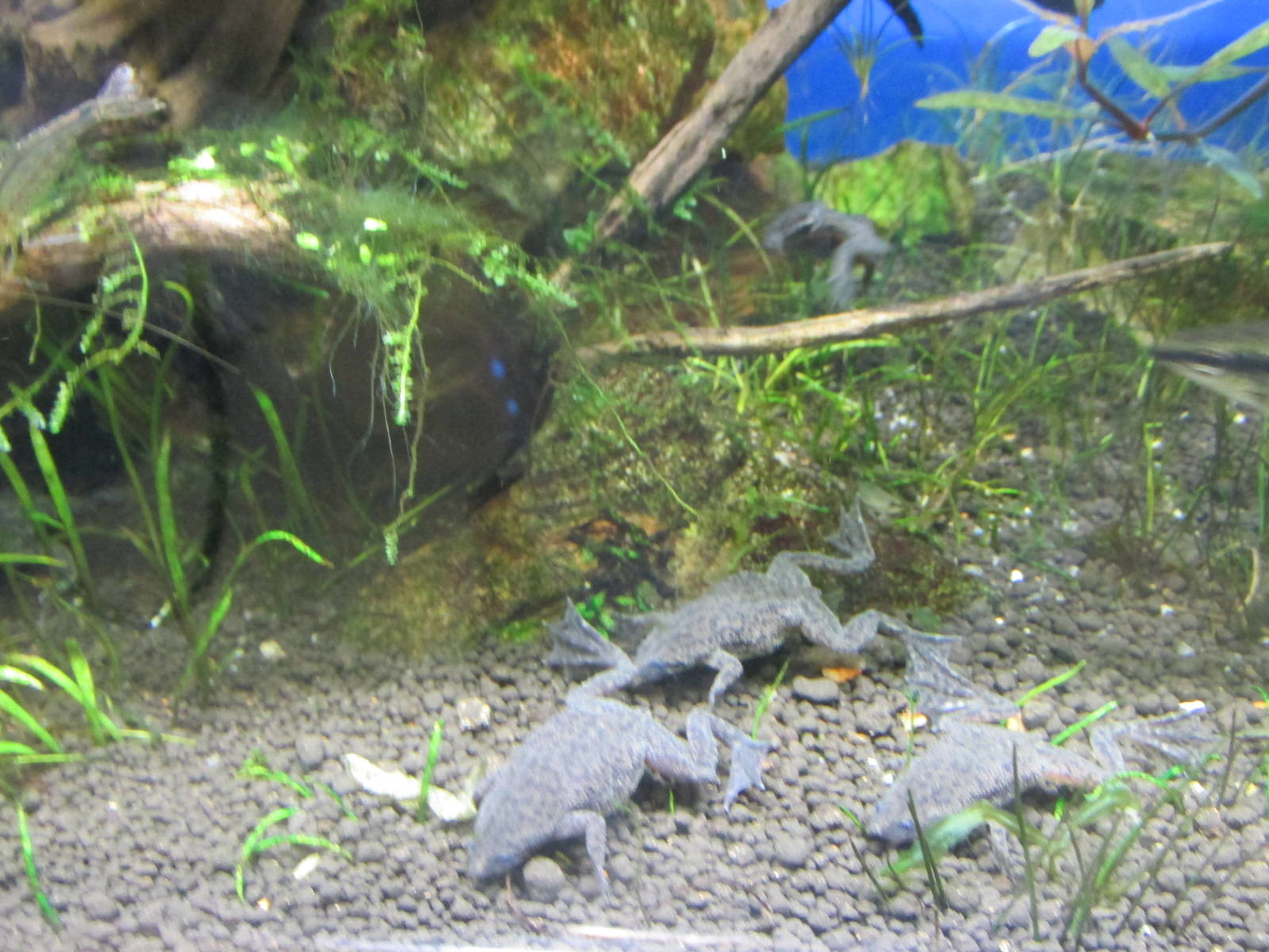 african clawed frogs barcelona aquarium