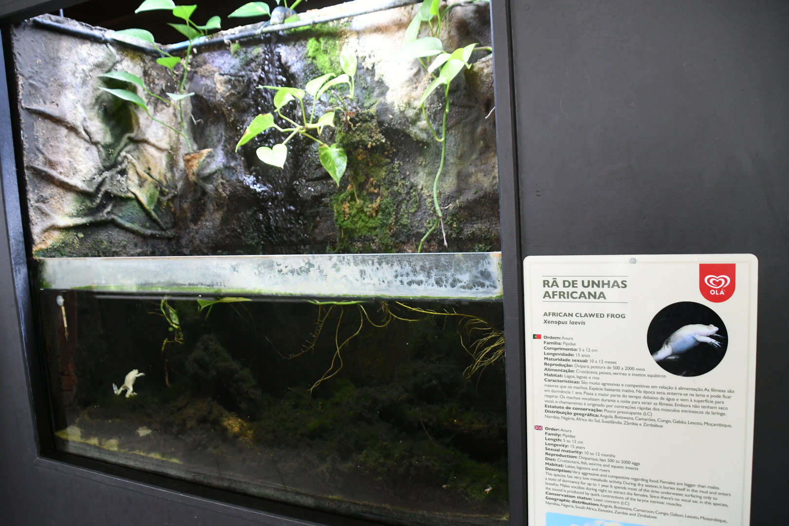 African Clawed Frogs tank (Reptile House)