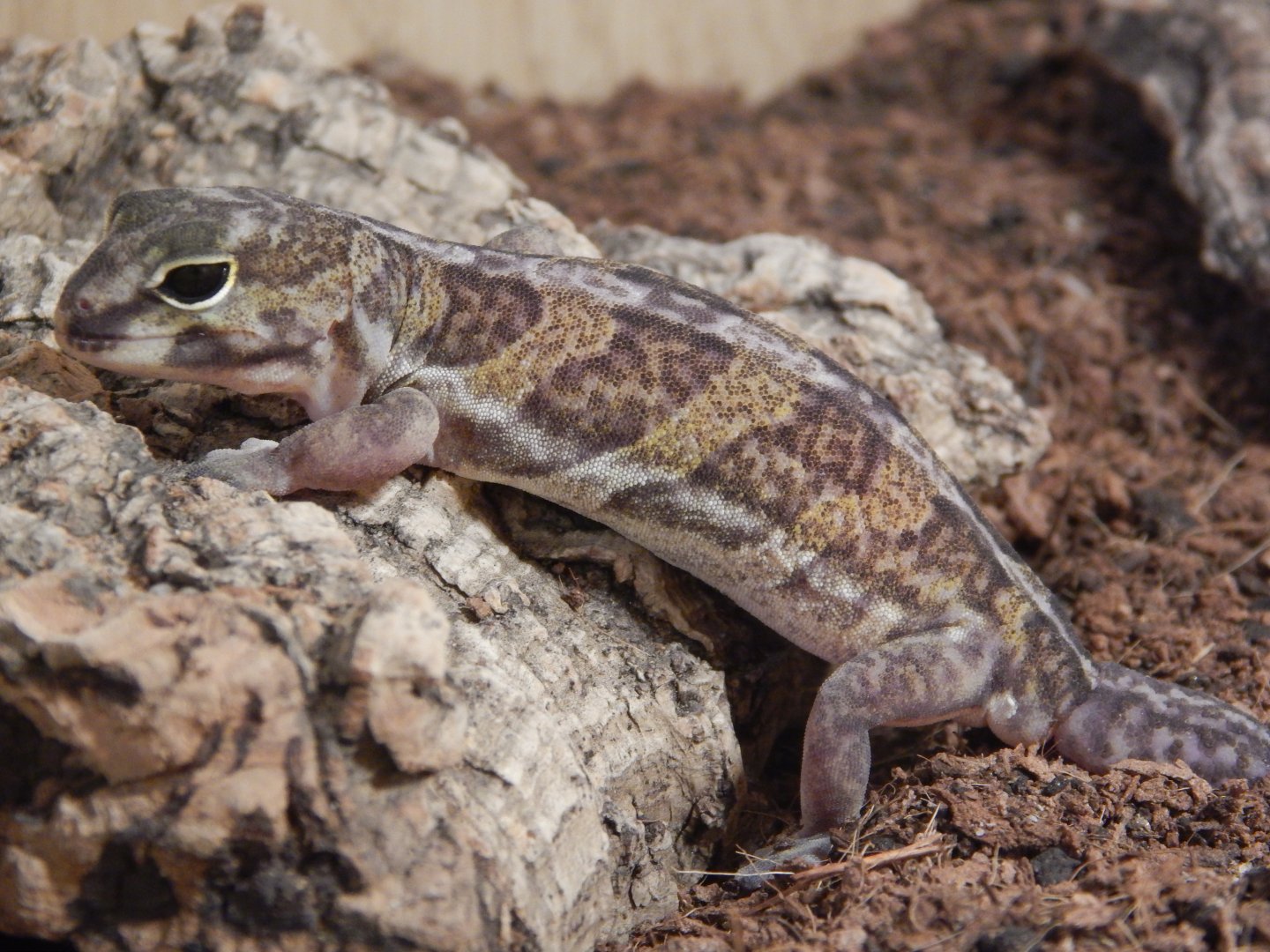 African Clawed Gecko
