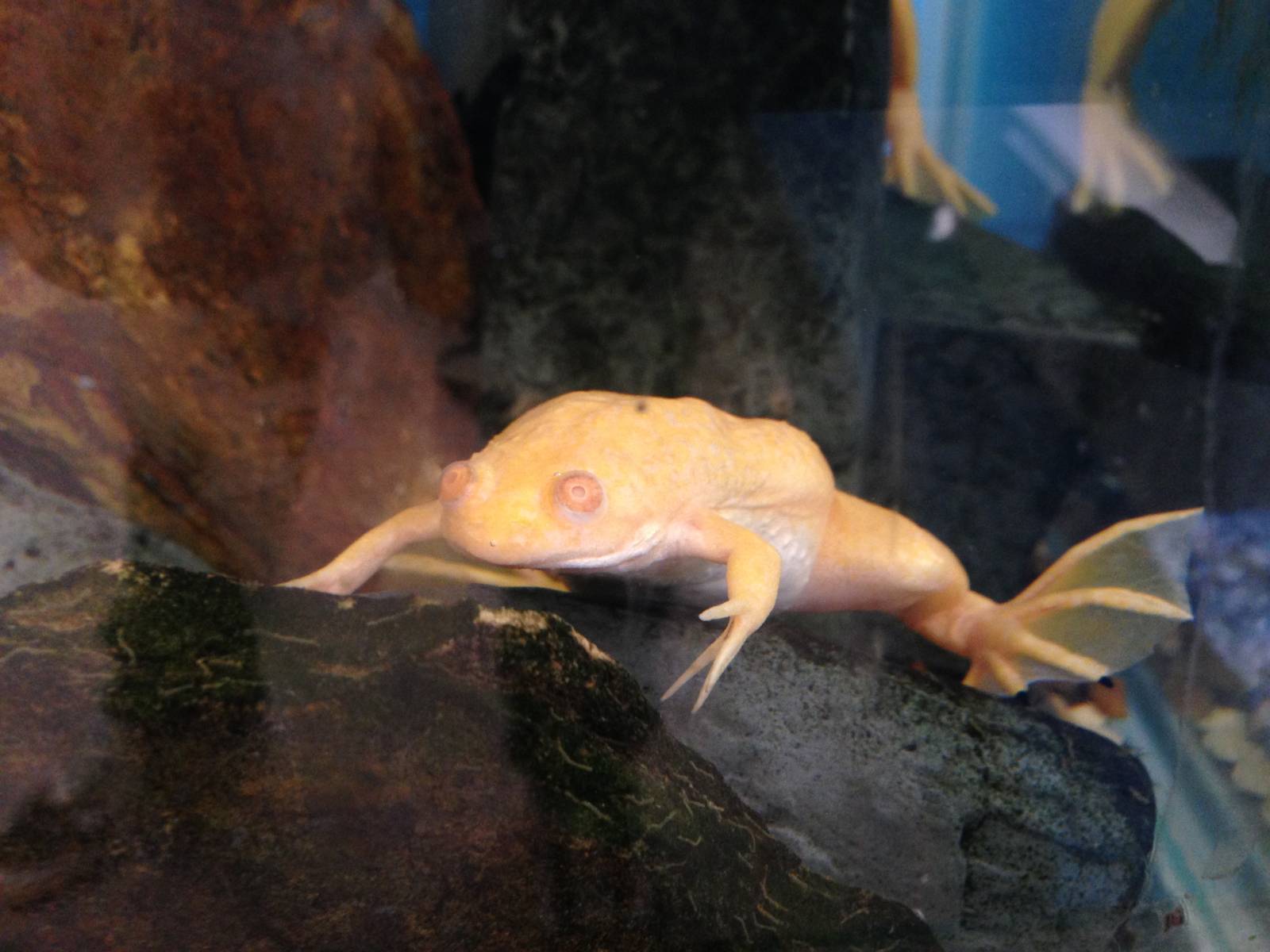 African Clawed Toad at Ponderosa Rural Thereapeutic Centre