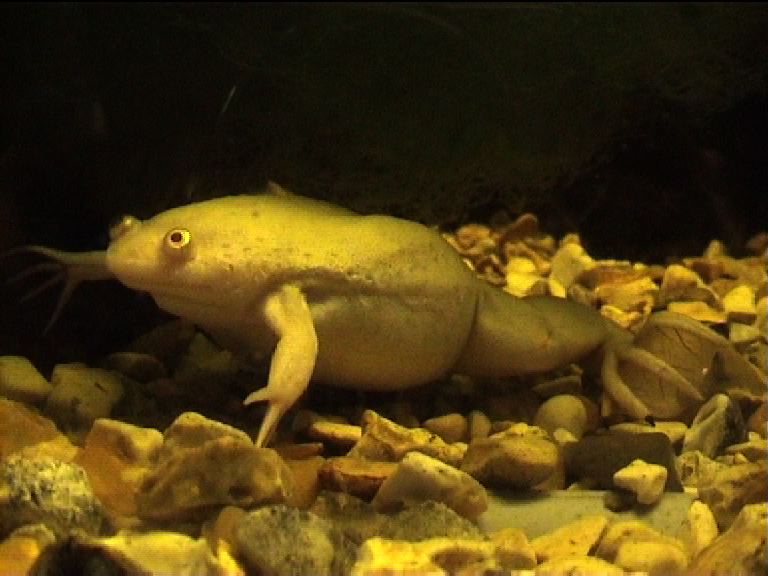 African clawed toad