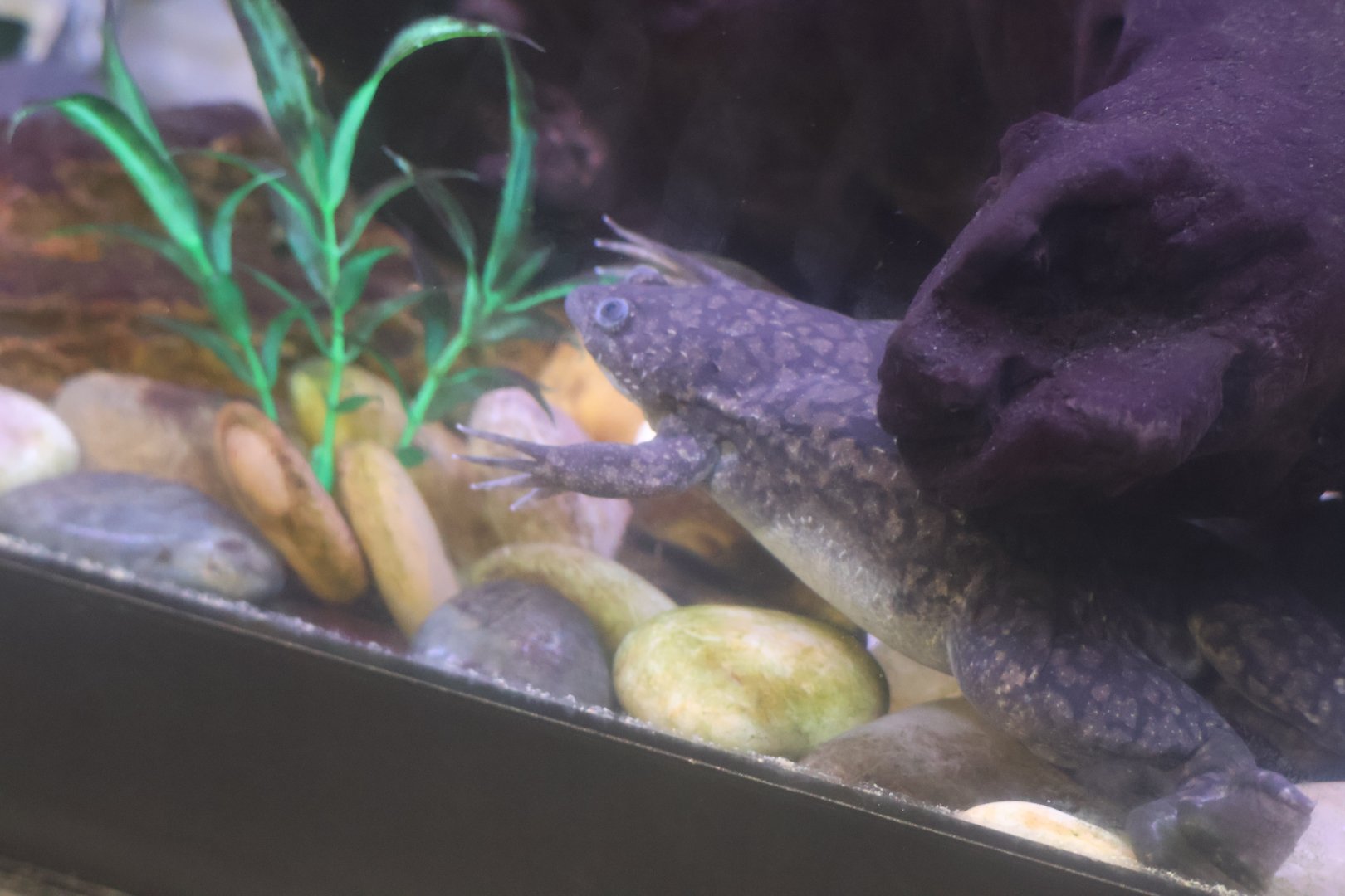 African clawless frog