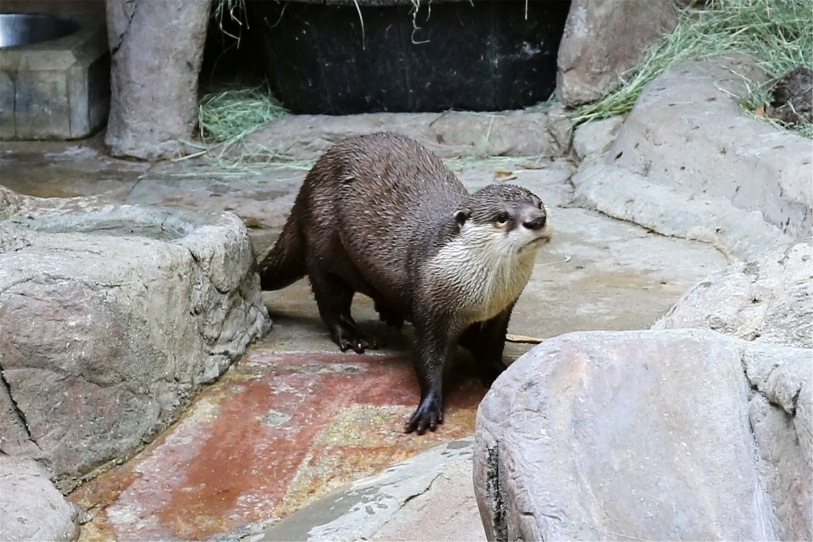 African Clawless Otter (Aonyx capensis)