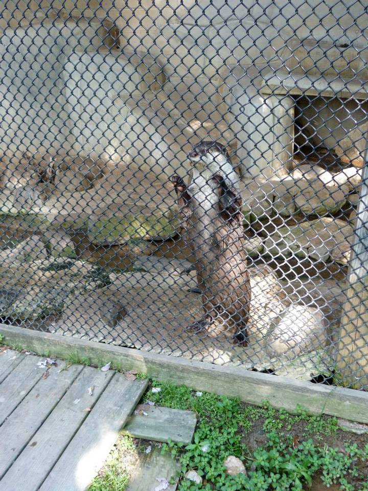 African Clawless Otter Exhibit - August 2014