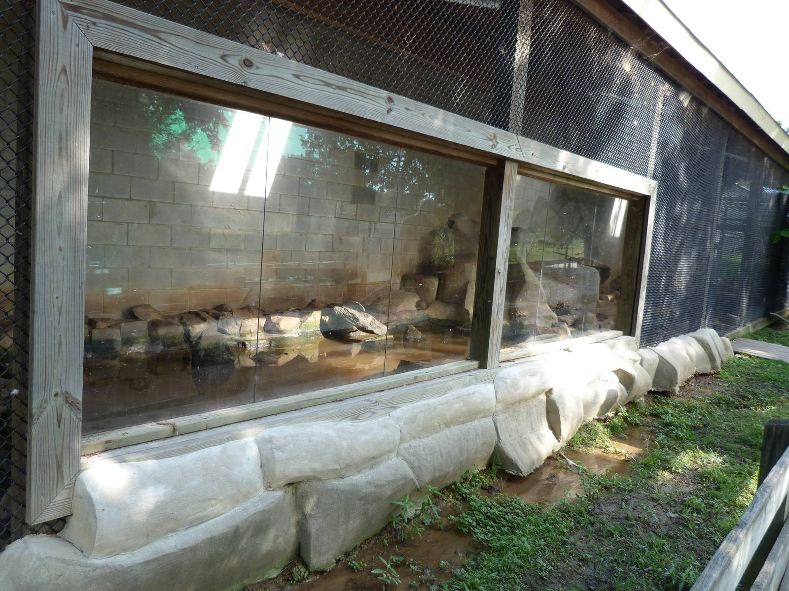 African Clawless Otter Exhibit - August 2014