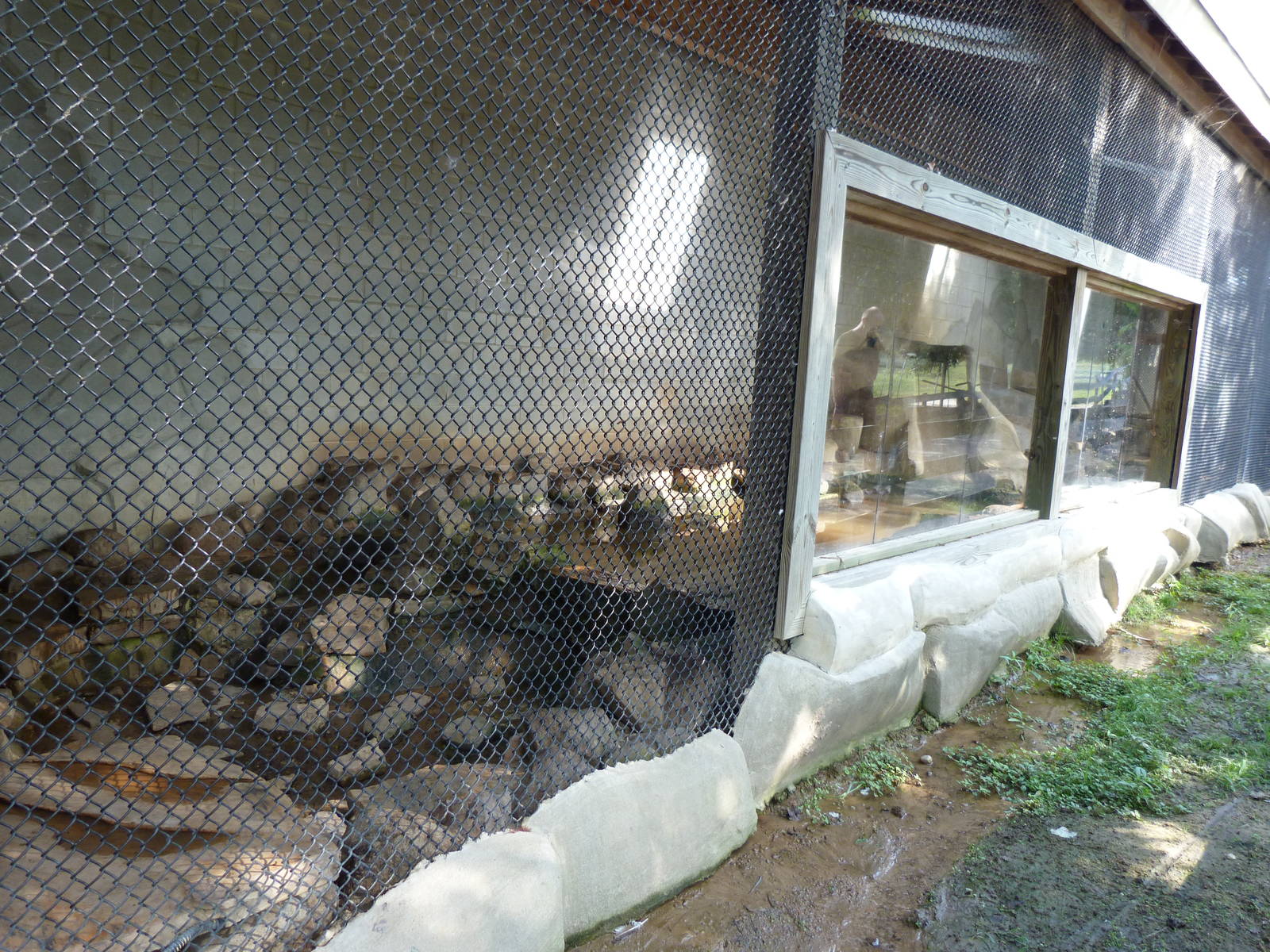 African Clawless Otter Exhibit - August 2014