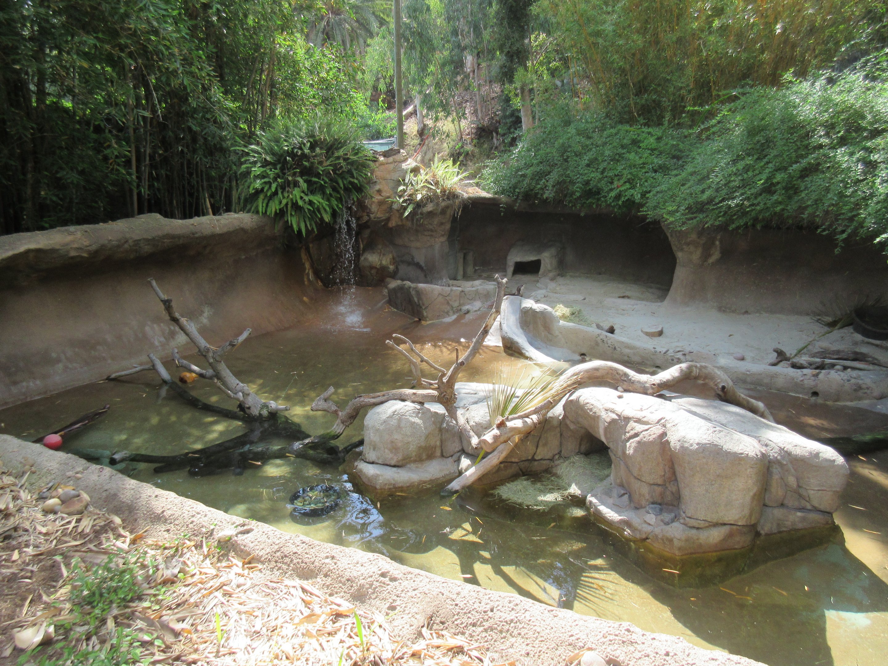 African Clawless Otter Exhibit