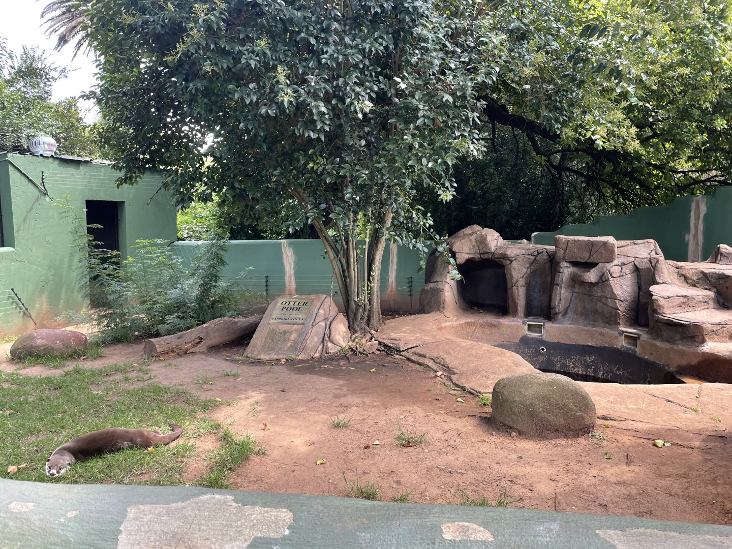 African Clawless Otter Exhibit