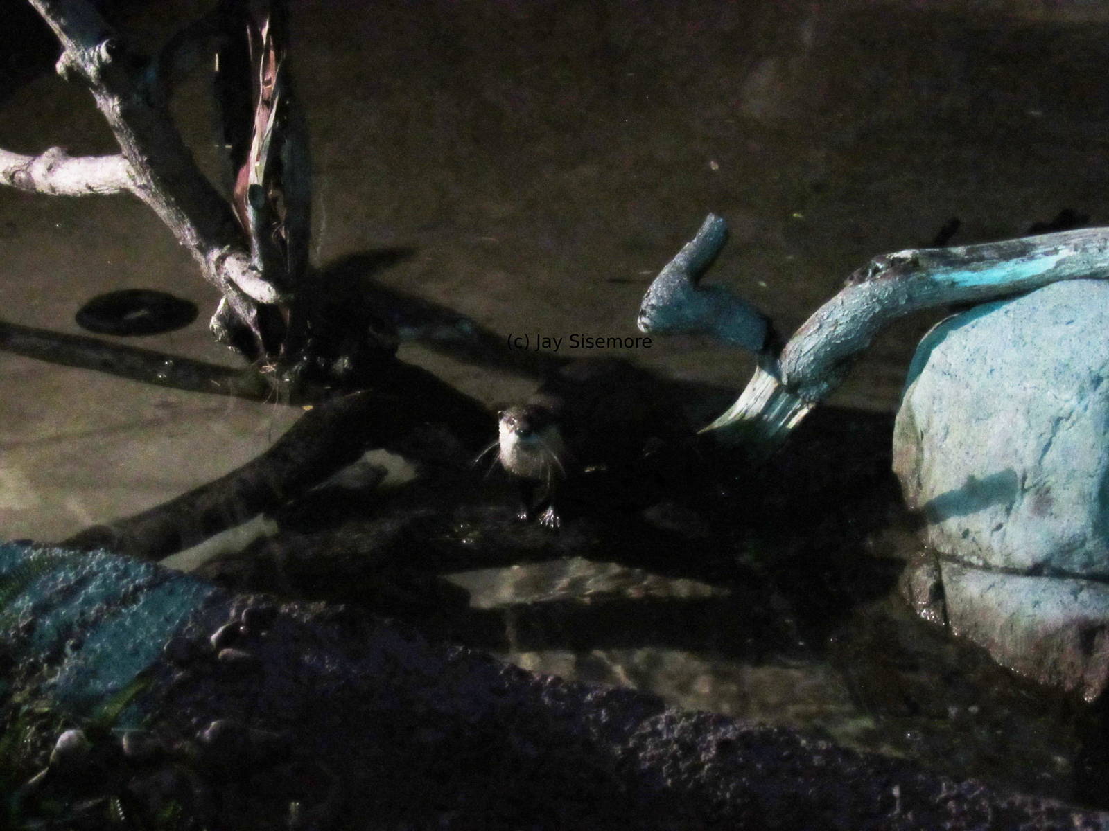 African Clawless Otter