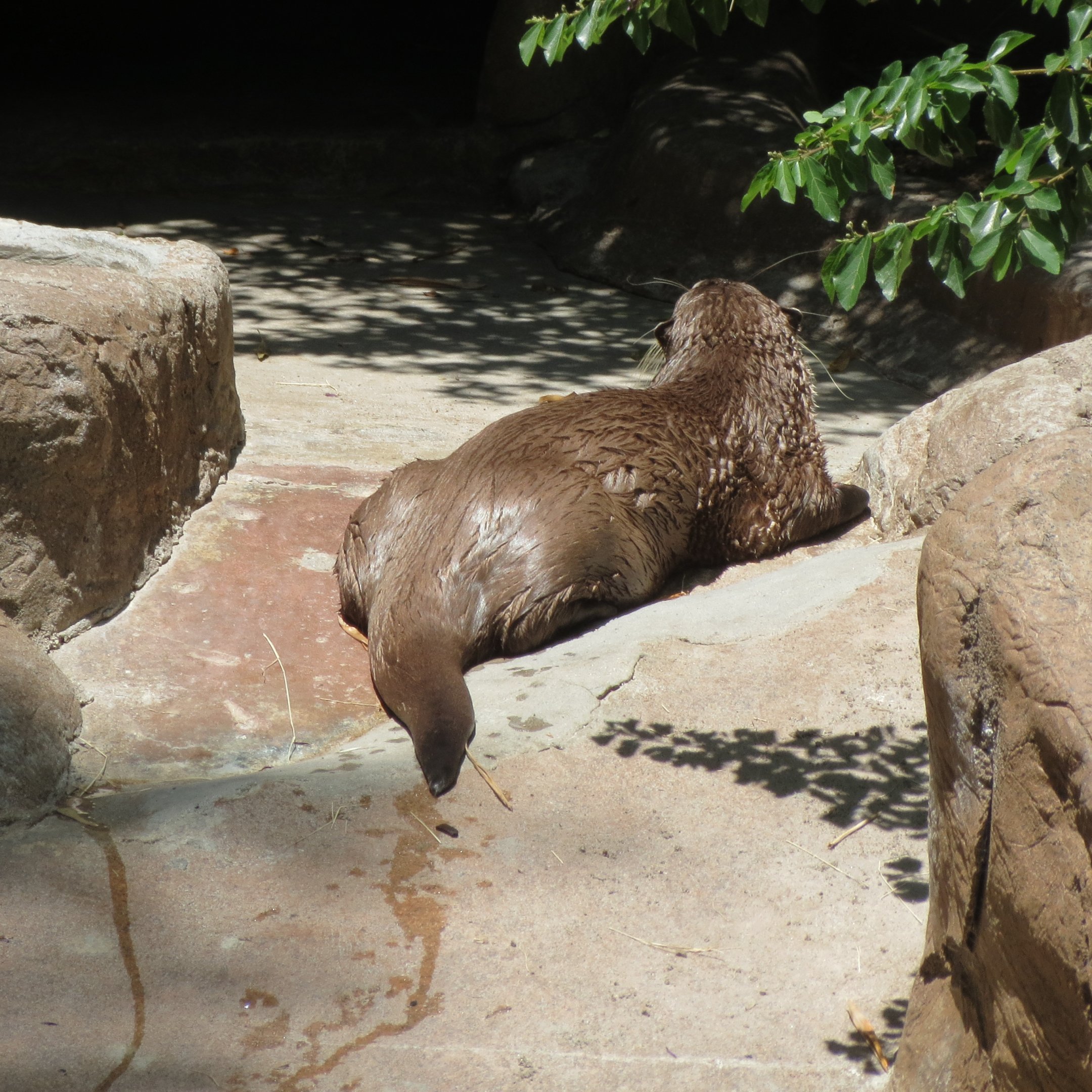 African Clawless Otter
