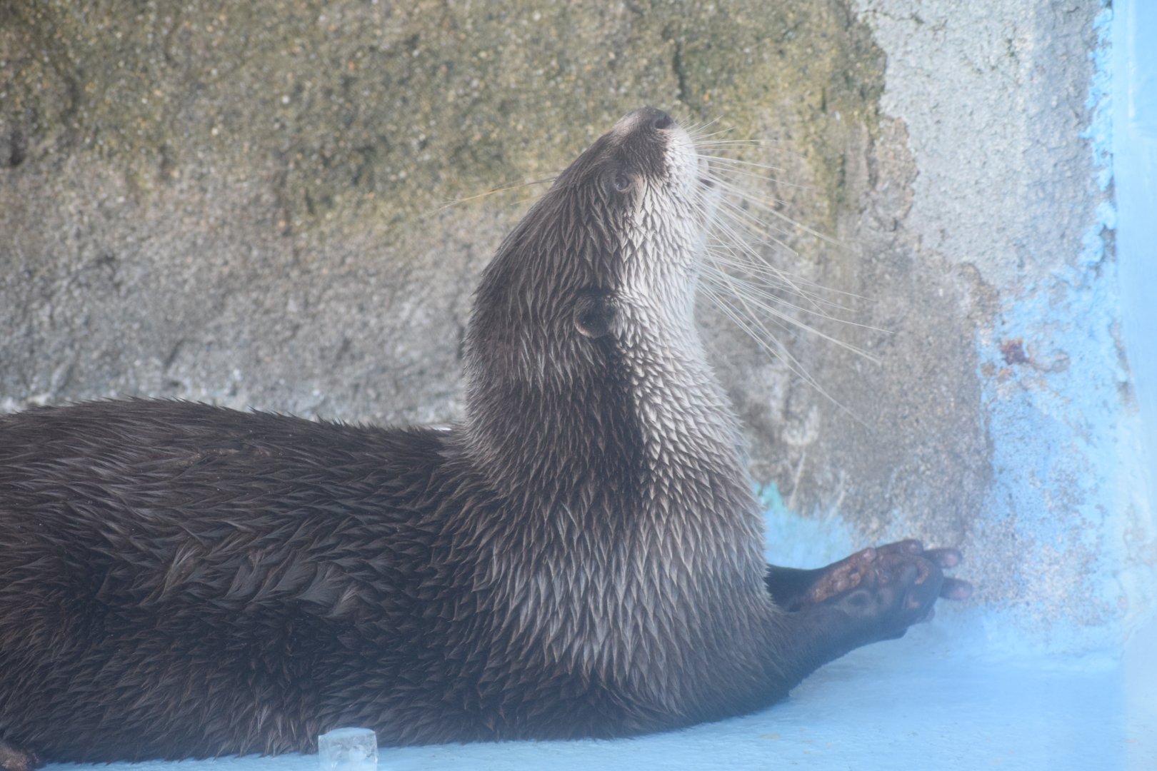 African clawless otter