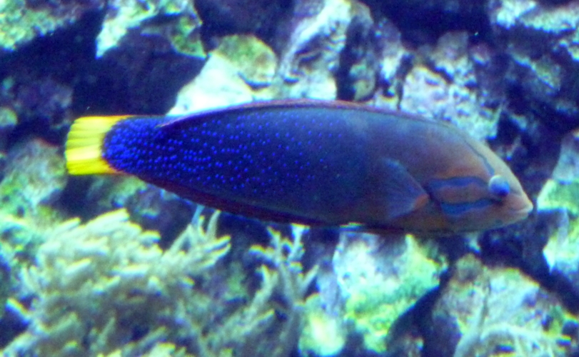 African clown wrasse (Coris gaimard)