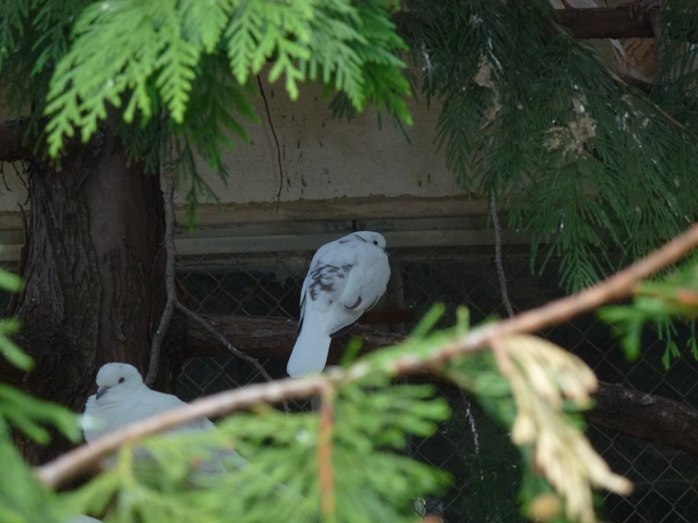 African Collared Dove 15.9.13
