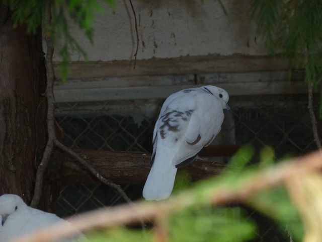 African Collared Dove 15.9.13