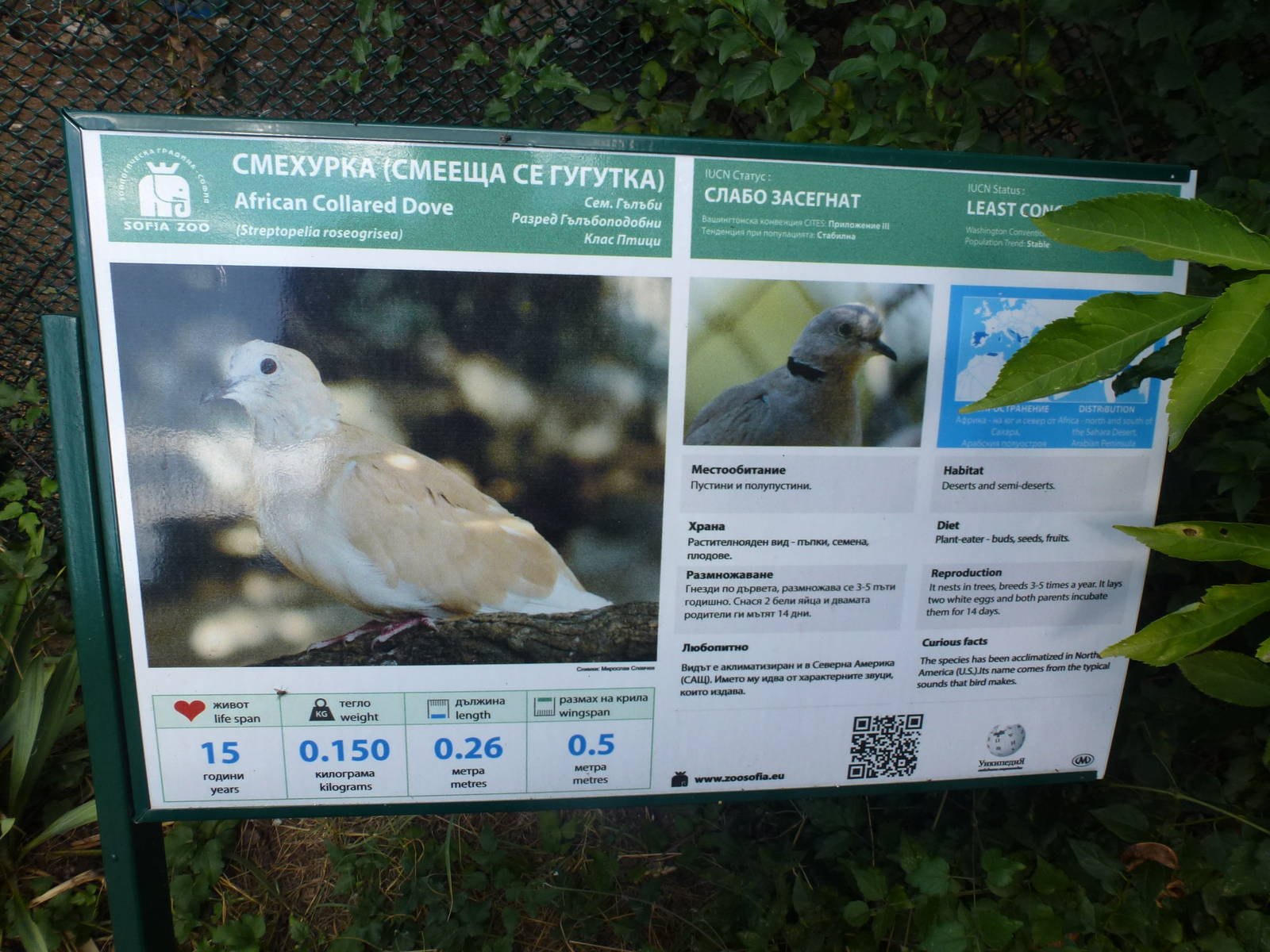 African Collared Dove sign 15.9.13