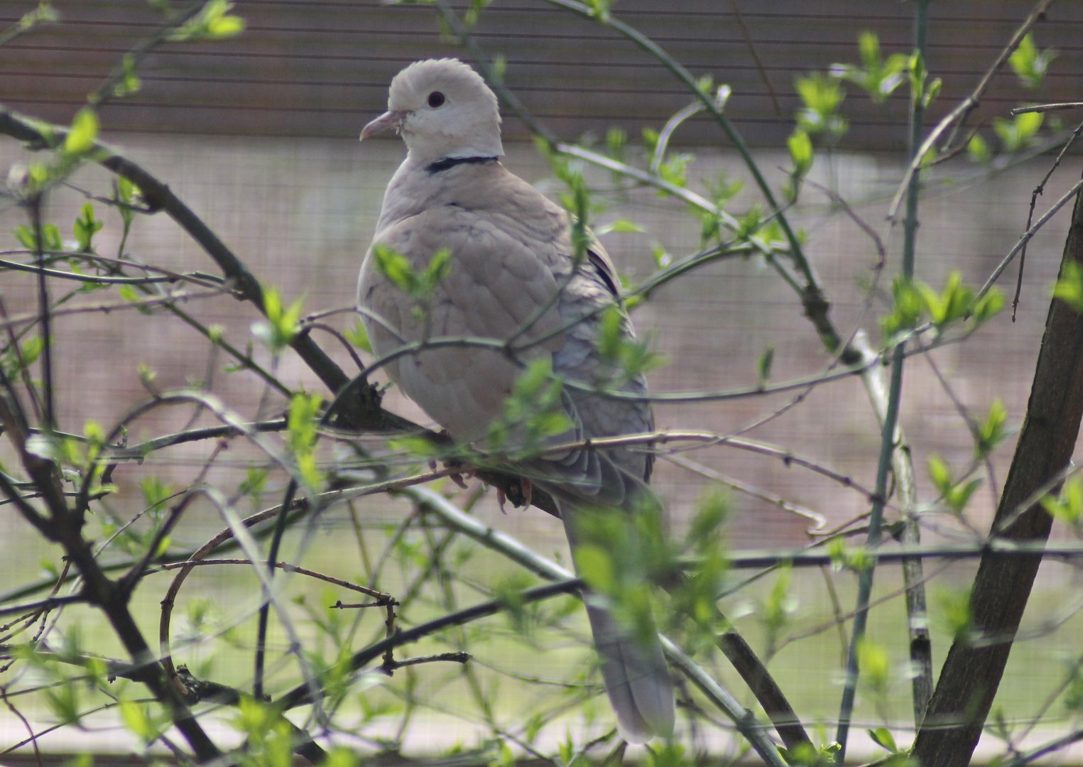 African collared dove (Streptopelia roseogrisea)