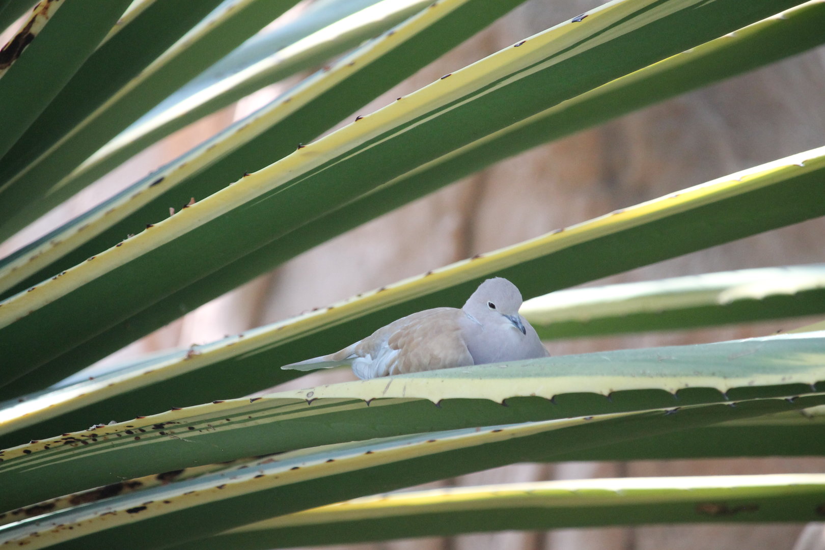 African Collared Dove (Streptopelia roseogrisea)
