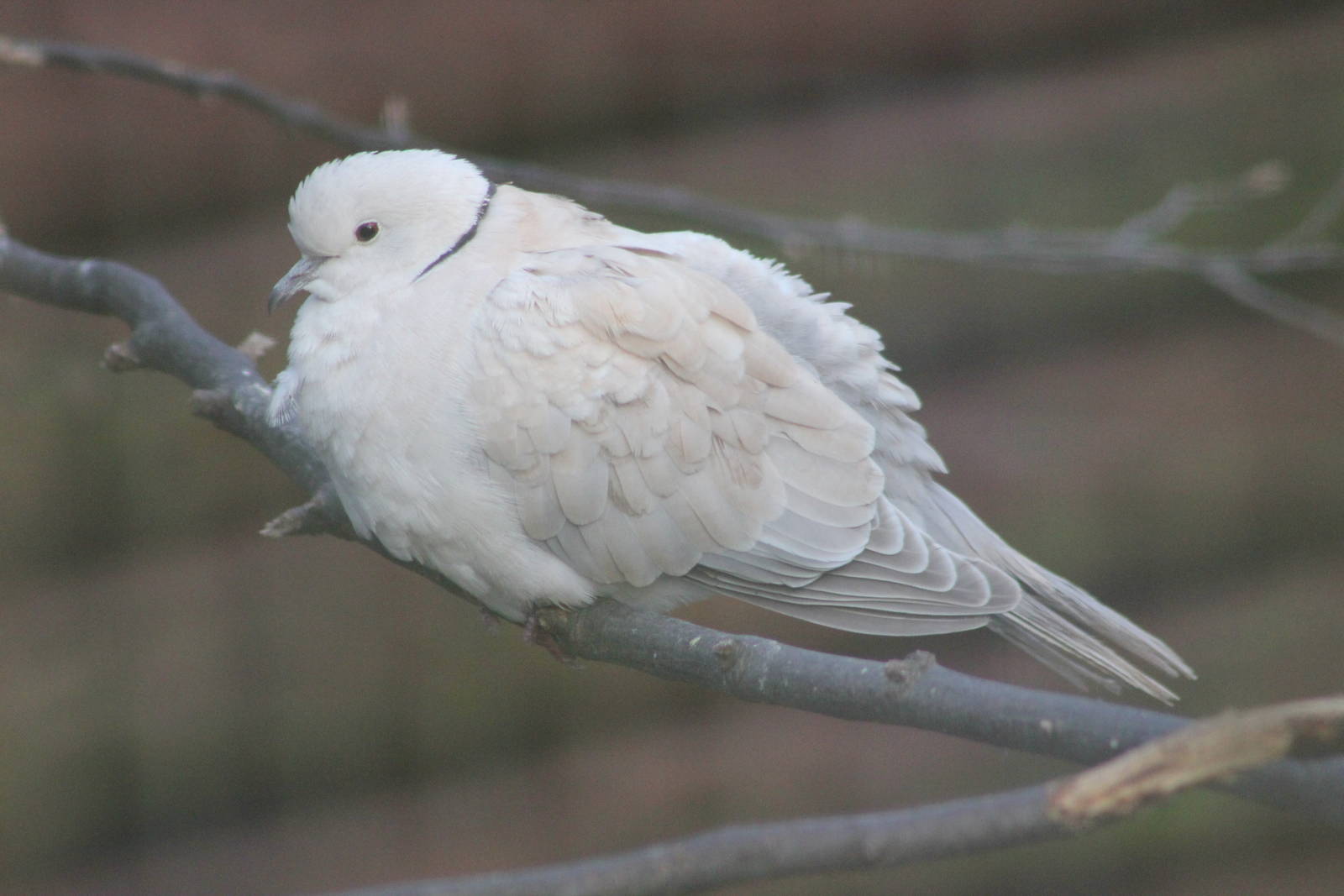 African collared dove