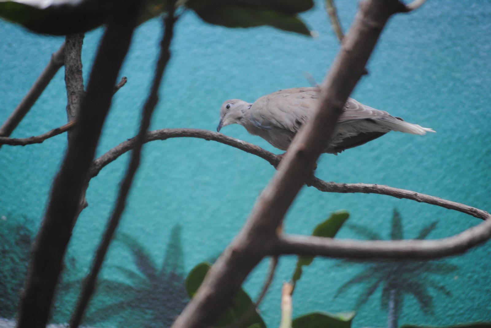 African Collared Dove
