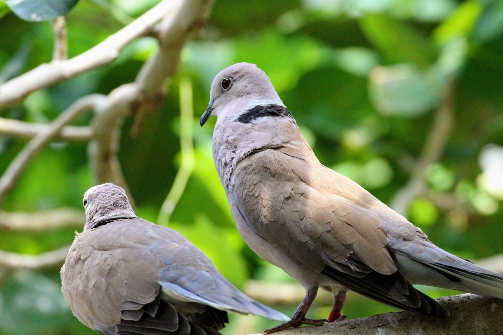 African Collared Dove
